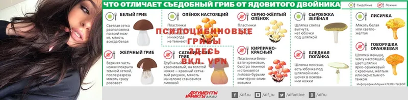 Галлюциногенные грибы прущие грибы  Кондрово 